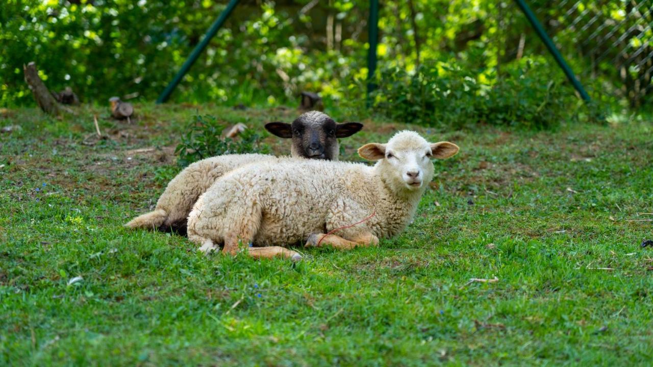 Farma Zelena Ruza Βίλα Klacno Εξωτερικό φωτογραφία