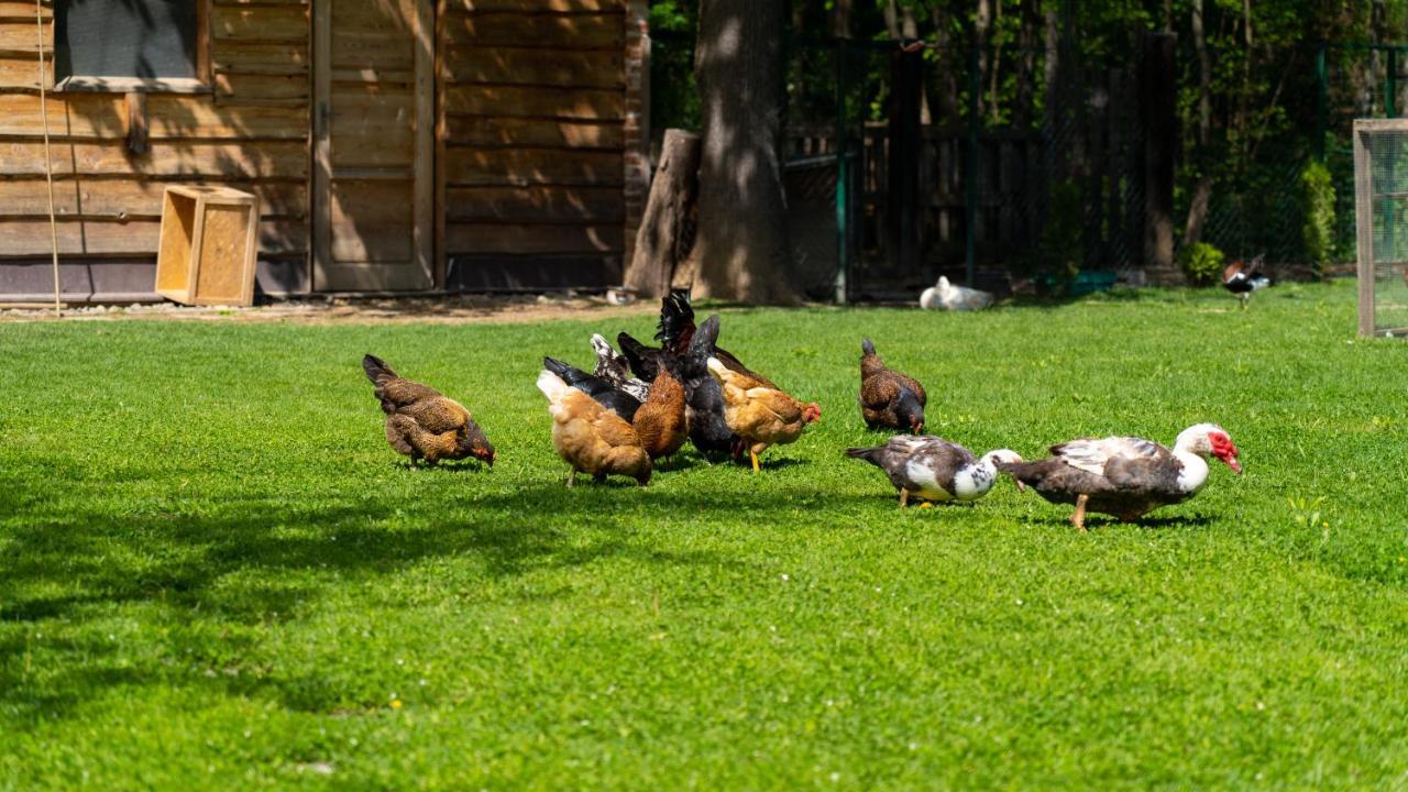 Farma Zelena Ruza Βίλα Klacno Εξωτερικό φωτογραφία