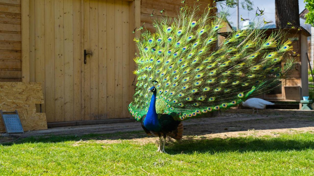 Farma Zelena Ruza Βίλα Klacno Εξωτερικό φωτογραφία