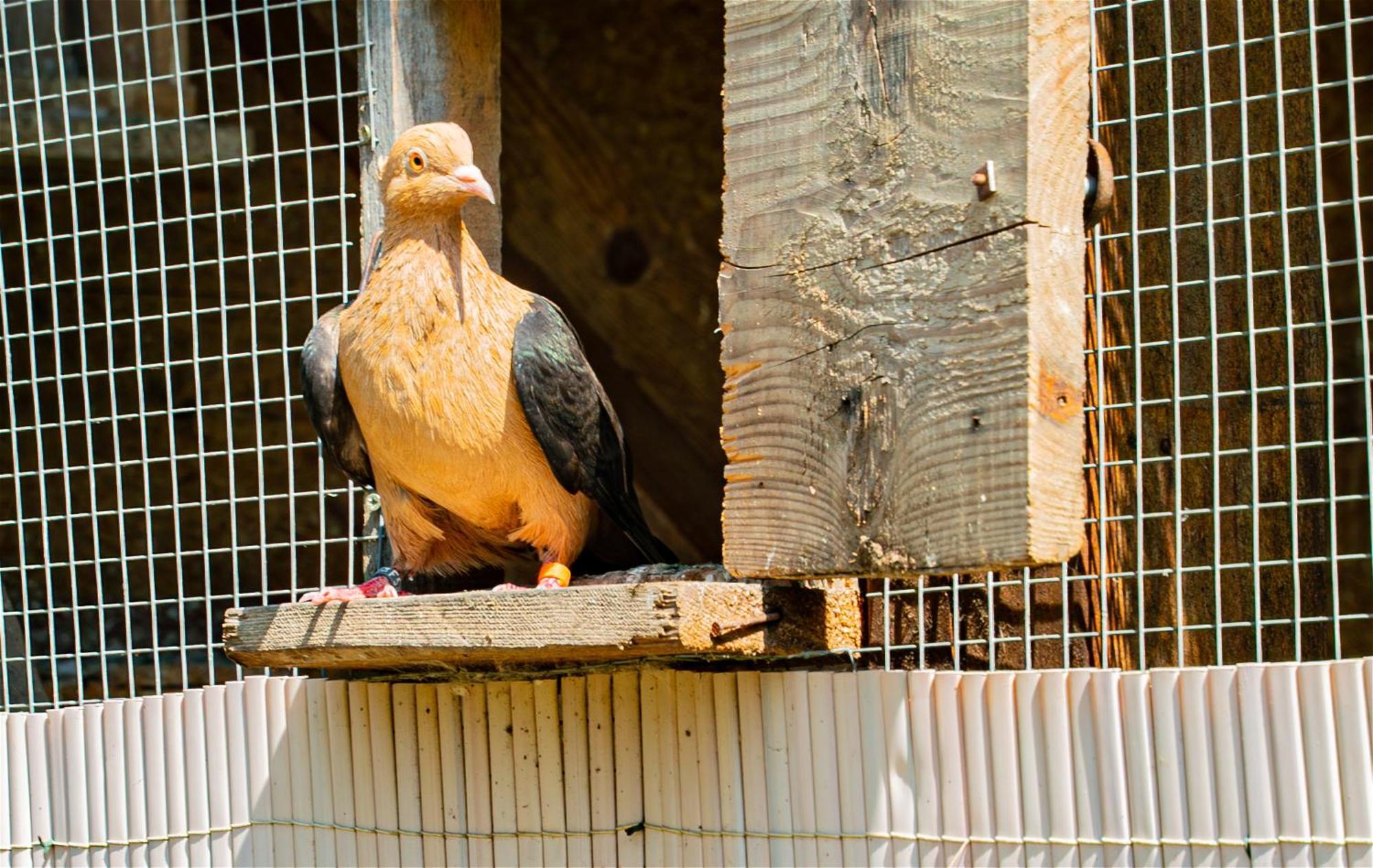Farma Zelena Ruza Βίλα Klacno Εξωτερικό φωτογραφία
